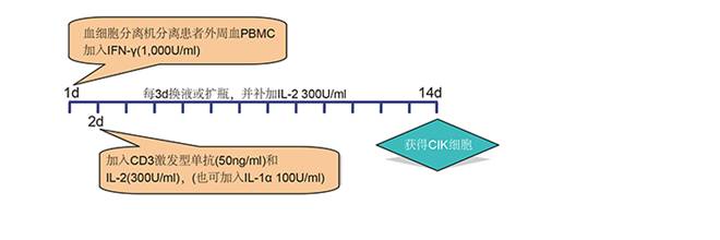 CIK(细胞因子诱导的杀伤细胞)制备