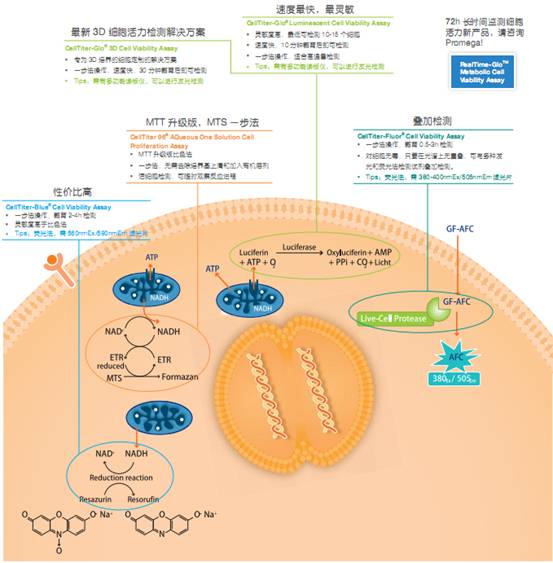 昆明泽浩promega细胞学2014秋季促销