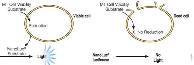 Promega活细胞- 实时- 细胞活力监测试剂盒