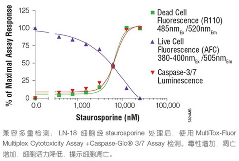 Promega检测Caspase-3/7活性