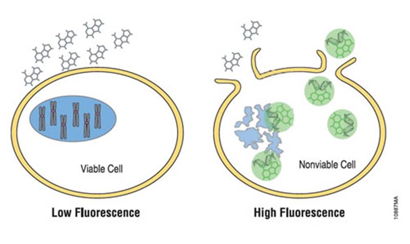 CellTox细胞坏死/细胞毒性/细胞杀伤检测产品