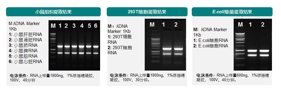 promega全新Eastep总RNA提取试剂盒免费试用
